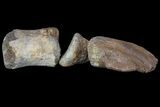 Composite Hadrosaur Finger - Alberta (Disposition #-) #71735-1